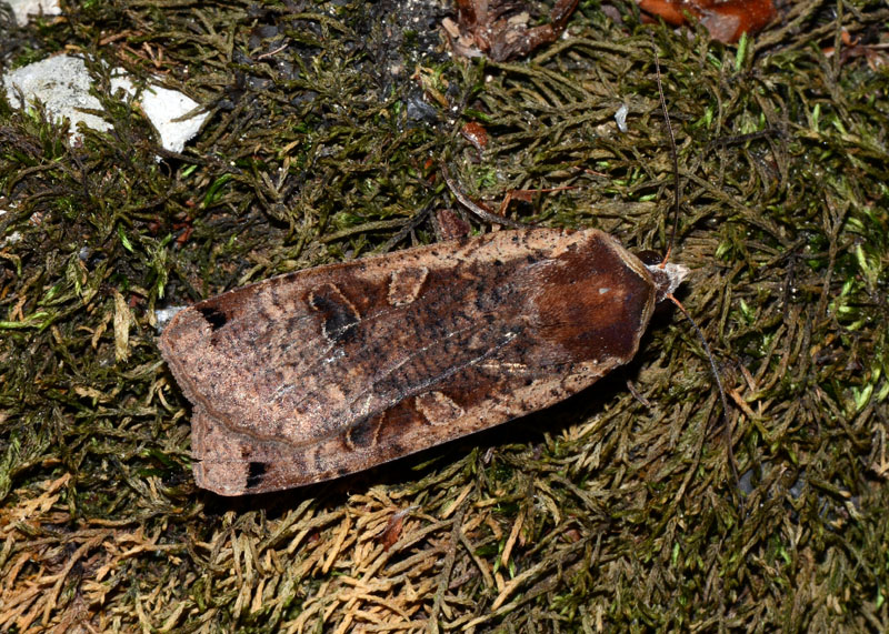 Noctuidae da identificare